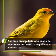 Sudema divulga lista atualizada de criadores de pássaros regulares e pendentes