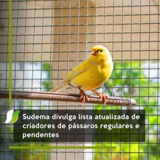 Sudema divulga lista atualizada de criadores de pássaros regulares e pendentes 
