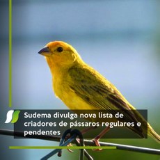Sudema divulga nova lista de criadores de pássaros regulares e pendentes