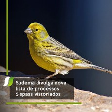 Sudema divulga nova lista de processos Sispass vistoriados